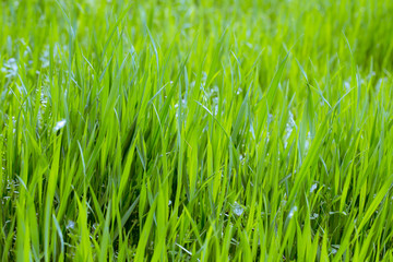 Green grass, texture. Spring and summer background. Element of design. Natural spring background.
