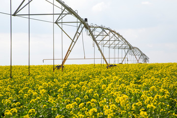 Water spinklers in a canola field 