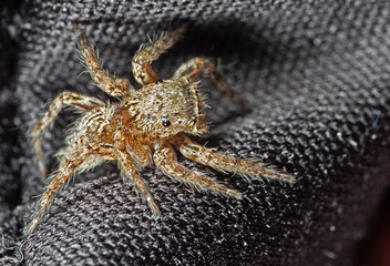 Macro Photo of Jumping Spider Isolated on Background