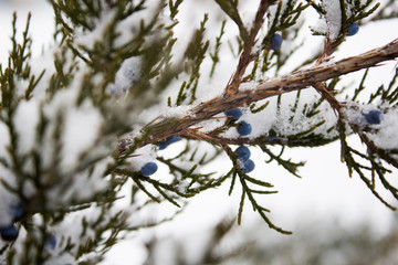 Snowy Christmas tree with blue berry
