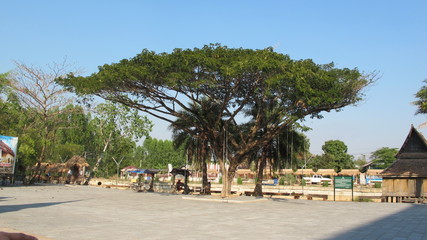 wattaku-trees