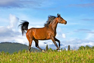 Beautiful Arabian Horse Mare running on  summer meadow, blue sky background.