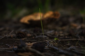 grass in the forest