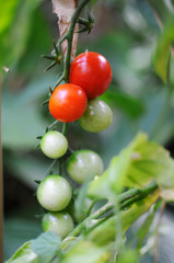 Tomatoes on a vine