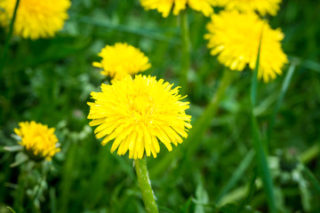 Yellow dandelion on a background of green grass. Spring and summer background. Element of design.