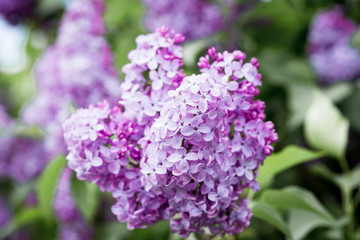 Lilac branch, beautiful purple color. Blurred background from behind. spring green background. Natural spring background.