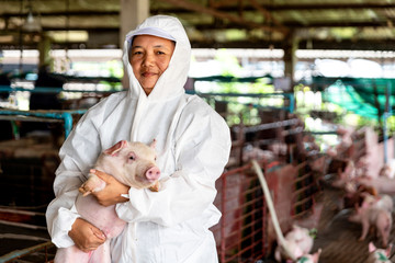 Asian veterinarian moving the pig in hog farms, animal and pigs farm industry 