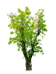 Obraz premium Tree isolated on white background, with clipping path.