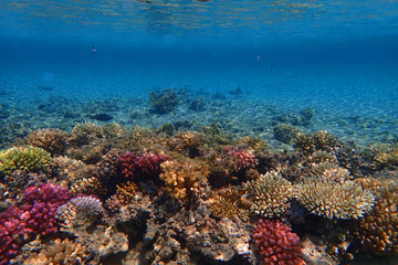 coral reef in egypt