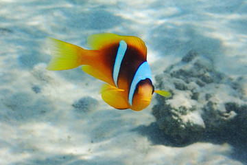 clown fish in coral reef