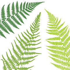 Fern leaf background. Tropical botanical card. Vector illustration