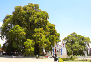 Tree of Tule, largest tree in the world, Oaxaca, Mexico