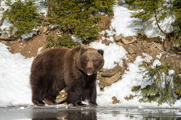 Big brown bear in winter forest