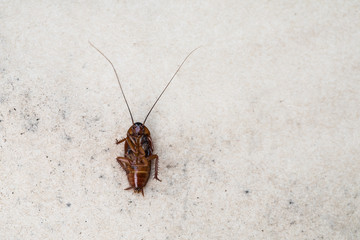 cockroach death on the floor