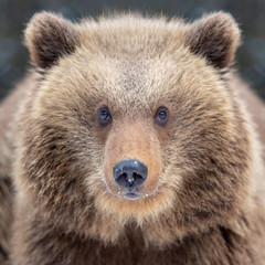 Obraz premium Close bear portrait