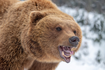 Obraz premium Close bear portrait