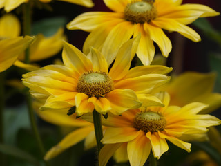 Rudbeckia hirta 'Green eyes' - Rudbeckies hérissées à coeur vert olive