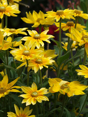 Rudbeckia hirta 'Green eyes' - Rudbeckies hérissées à coeur vert olive