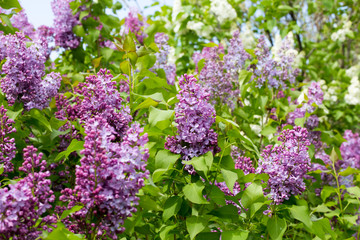 Lilac branch, beautiful purple color. Blurred background from behind. spring green background. Natural spring background.