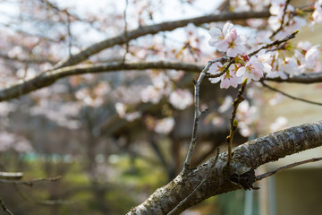 月崎駅の桜の花