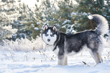Siberian Husky dog playing in the winter snowy forest
