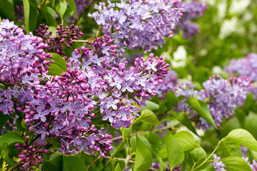 Lilac branch, beautiful purple color. Blurred background from behind. spring green background. Natural spring background.
