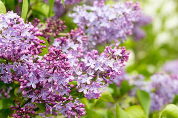 Lilac branch, beautiful purple color. Blurred background from behind. spring green background. Natural spring background.