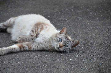 Wild cat (ice blue eyes)