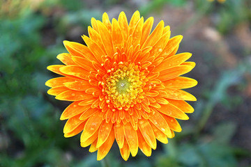An Orange Daisy Flower with Raindrops
