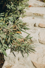 branch eucalyptus green background sand stones