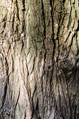 Texture wood old tree bark