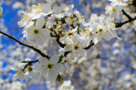 White flowers branch tree on blue sky spring macro photo