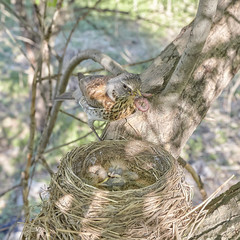 Fledgling chicks Song thrush sitting in nest, life nest with chicks in the wild
