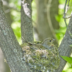 The nest of the common finch, Fringilla coelebs, with eggs.
