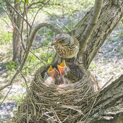 Fledgling chicks Song thrush sitting in nest, life nest with chicks in the wild