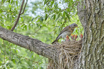 Fledgling chicks Song thrush sitting in nest, life nest with chicks in the wild