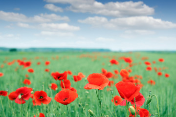 red poppies flower field and blue sky with clouds countryside landscape