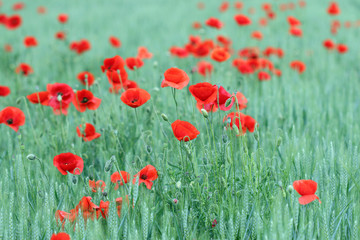 Fototapeta premium red poppies flowers countryside spring season landscape