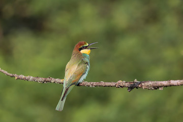 Giovane gruccione europeo (Merops apiaster)