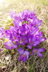 Spring flowers.Blooming purple crocuses on a glade in the sun.Spring season.Spring flowers background