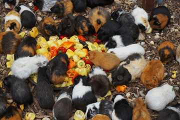 big group of guinea pigs