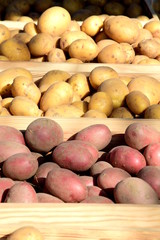 Kartoffeln erntefrisch in Holzkisten - verschiedene Sorten - Kartoffelgerichte