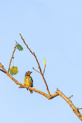Coppersmith Barbet perching on Bo tree perch isolated on pale blue sky