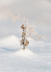 grass in snowflakes on snow background