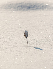 grass in snowflakes on snow background