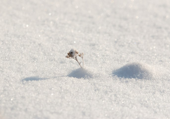 grass in snowflakes on snow background