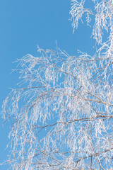 Fototapeta premium płatki śniegu na gałęziach brzozy przeciw błękitne niebo