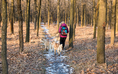 Fototapeta premium female hiker with two husky dogs in winter park