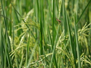 Dragonfly and rice plant.