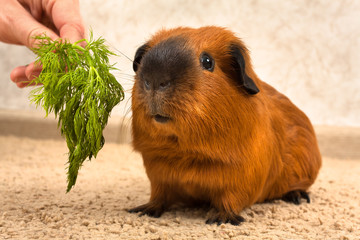 feeding red Guinea pig with fresh dill
